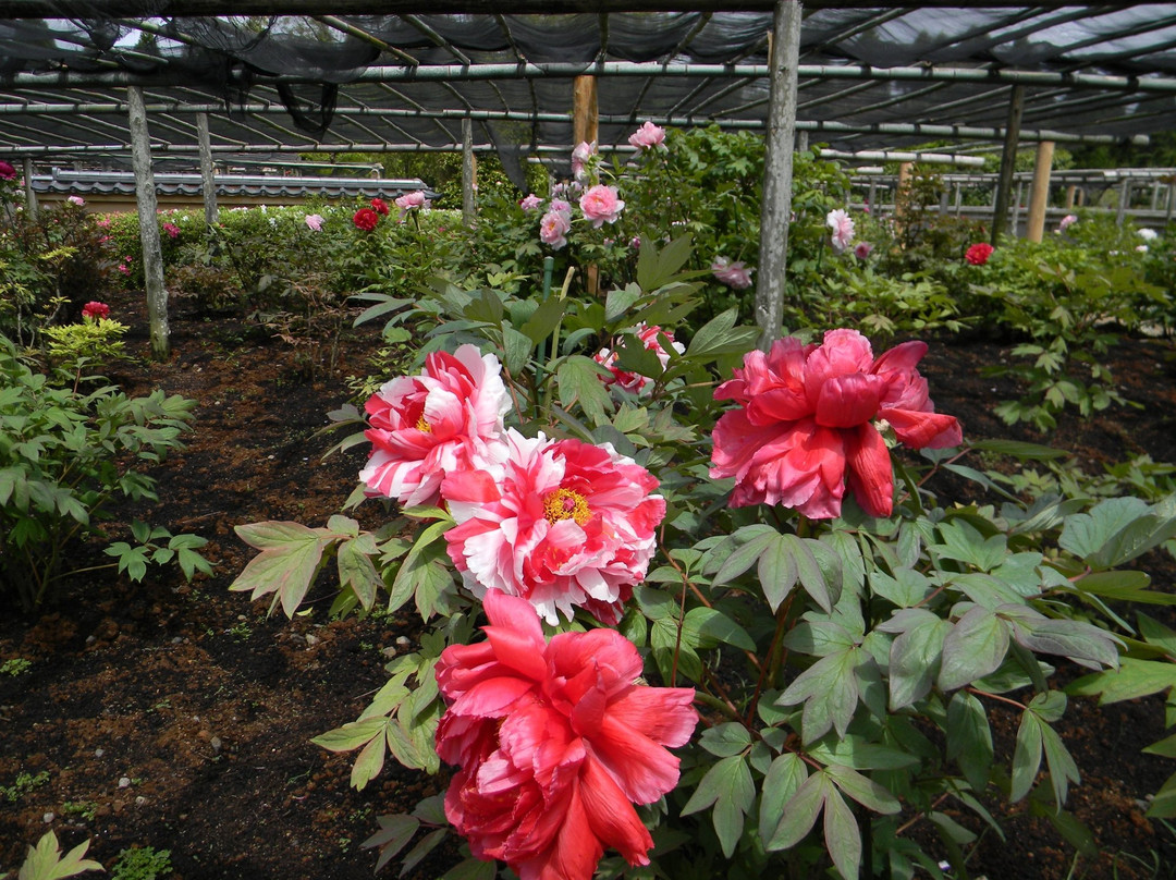 Peony and Green Hill Park-唐津市必去景点