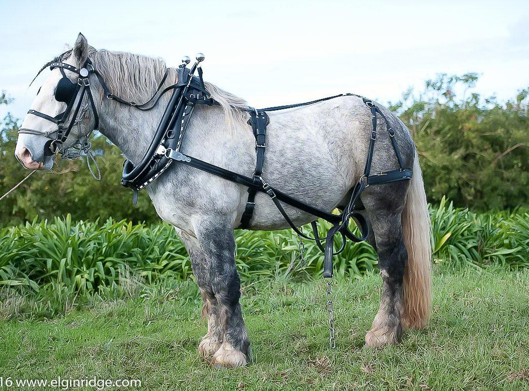 Elgin Ridge Wines-Elgin必去景点