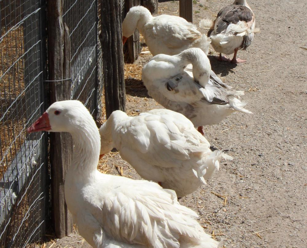 Far Enough Farm-多伦多必去景点