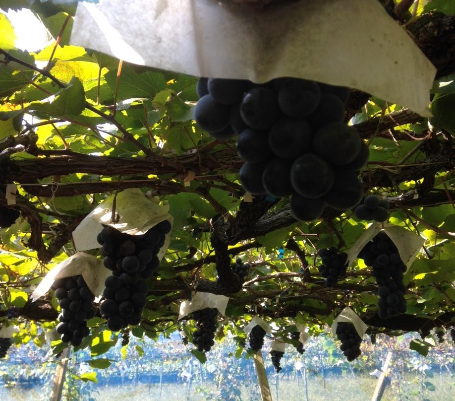 Misaka Farm Grape House-笛吹市必去景点