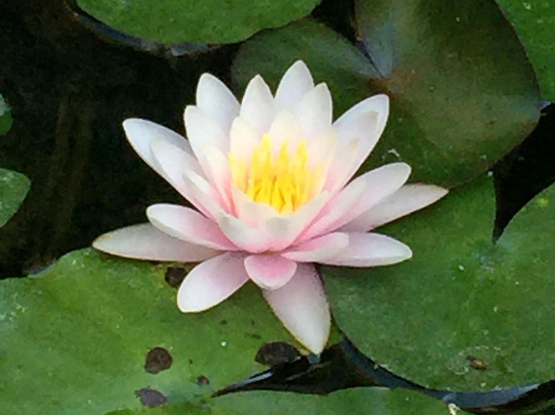 Giardini Botanici Hanbury - Villa Hanbury-文蒂米利亚必去景点