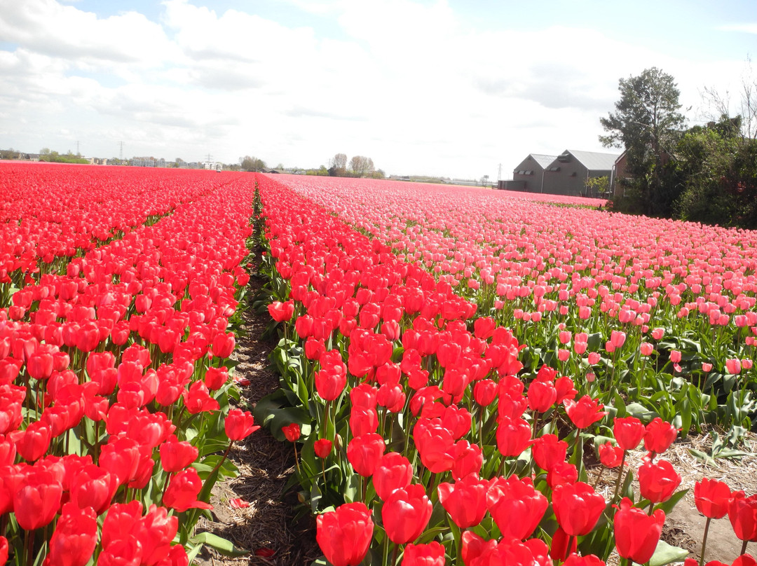 Visit Lisse Tourist Info & Shop-利塞必去景点