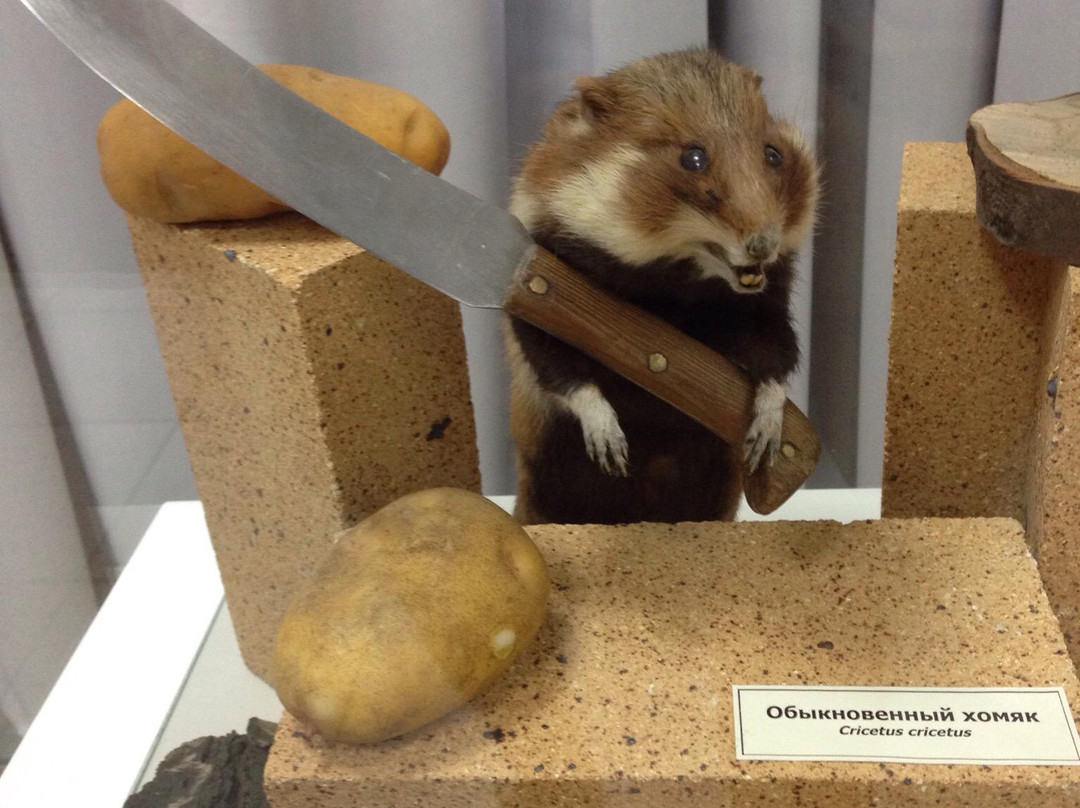 Nature Museum of Novosibirsk State Museum of Local Lore-新西伯利亚必去景点