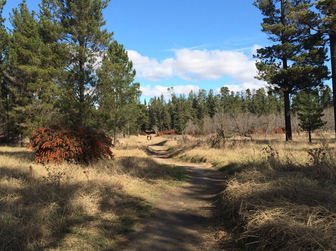 Armidale Pine Forest景点图片