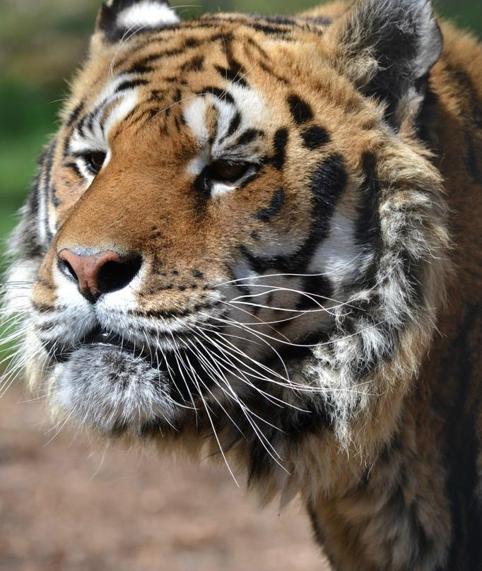 Parc Animalier d'Auvergne-Ardes必去景点