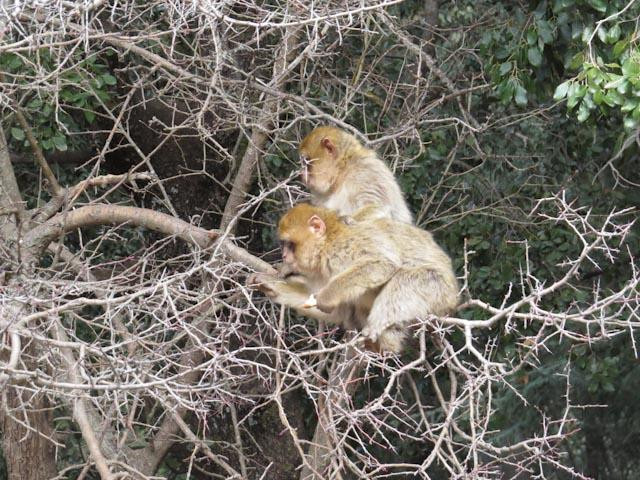 Ifrane National Park景点图片