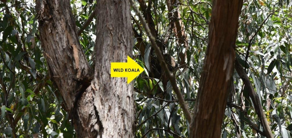 Geelong Adventure Specialists-季隆必去景点