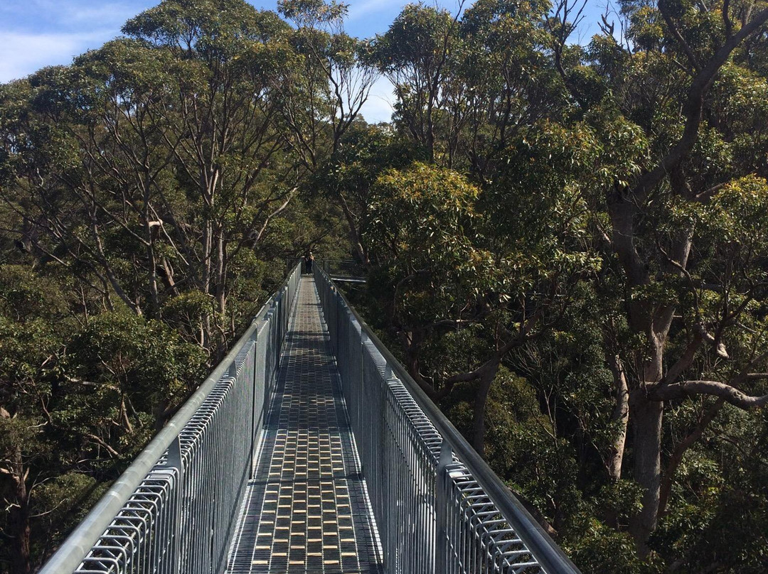 Valley of the Giants Tree Top Walk景点图片