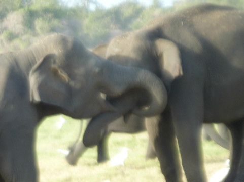 Serendipity Tours-班托塔必去景点