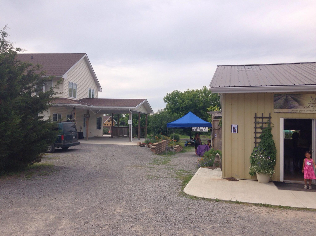 Prince Edward County Lavender景点图片