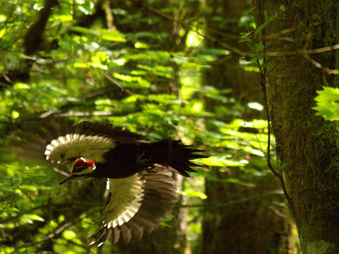 Tualatin Hills Nature Park-比弗顿必去景点