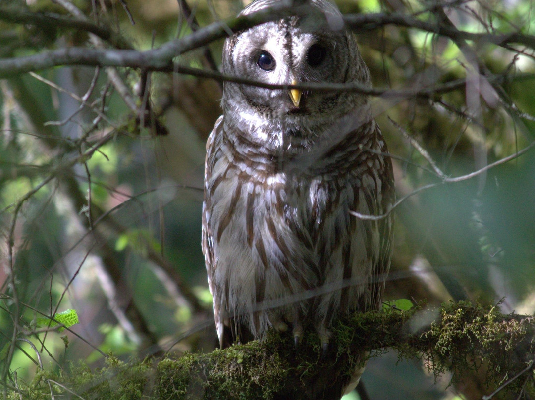 Tualatin Hills Nature Park-比弗顿必去景点