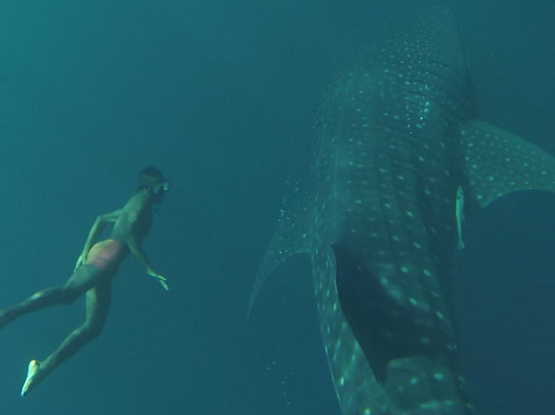 Cenderawasih Bay National Park-Nabire必去景点