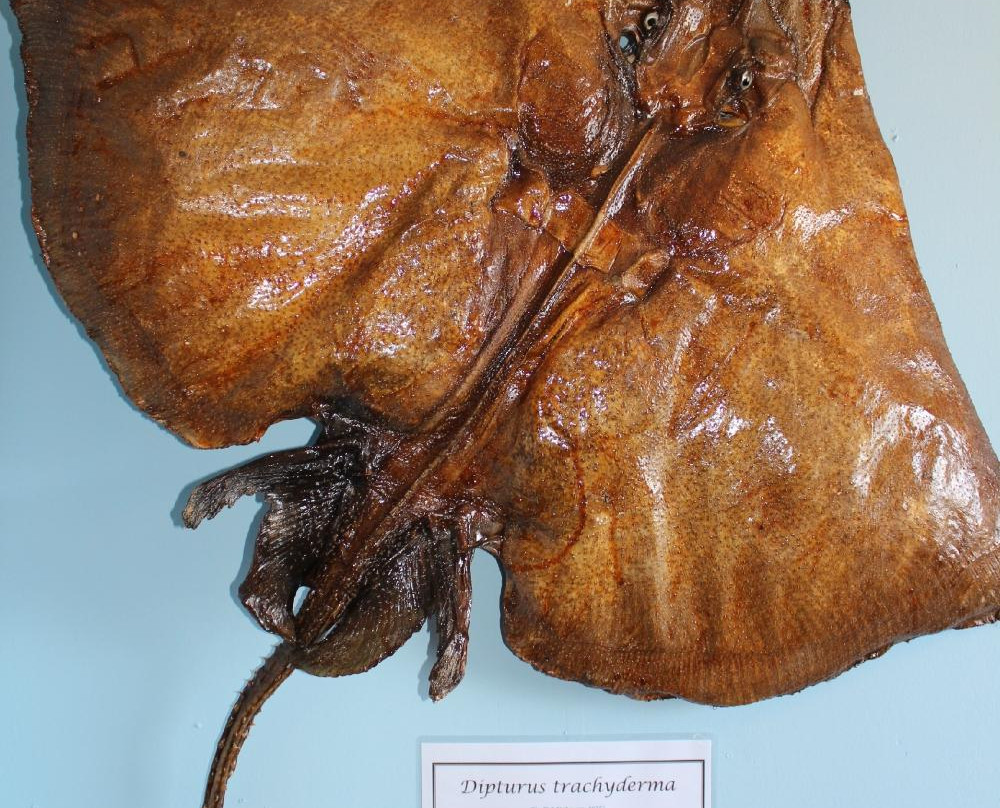 Acuario y Museo Facultad de Ciencias del Mar-Coquimbo必去景点