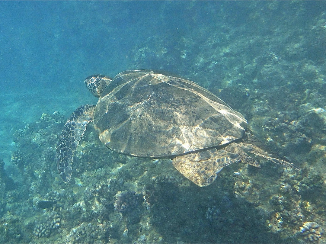 Boss Frog's Snorkel Rentals - Kaanapali-Napili-Honokowai必去景点
