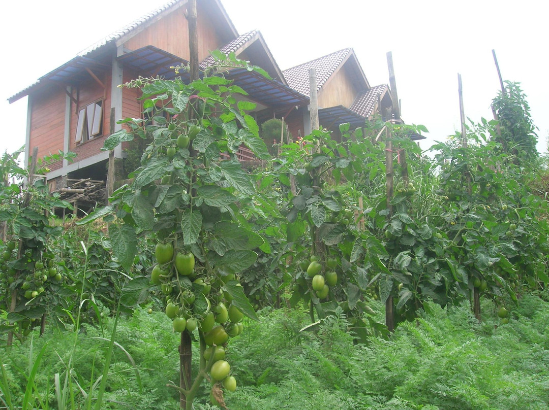 Istana Petani Homestay主图