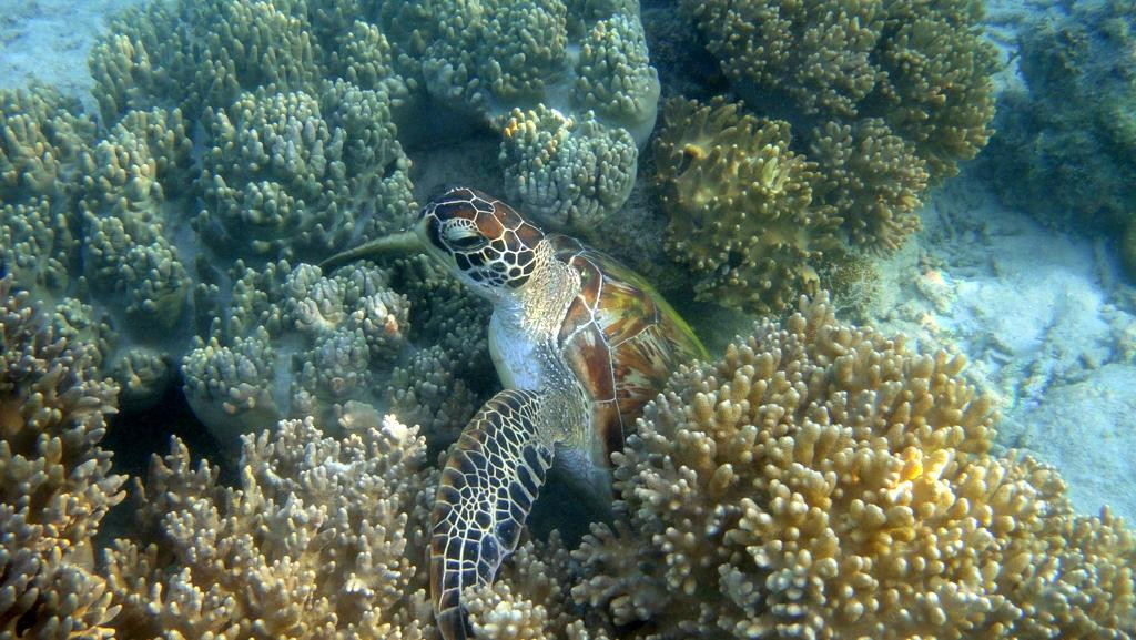 船宿潜水之旅-库布必去景点