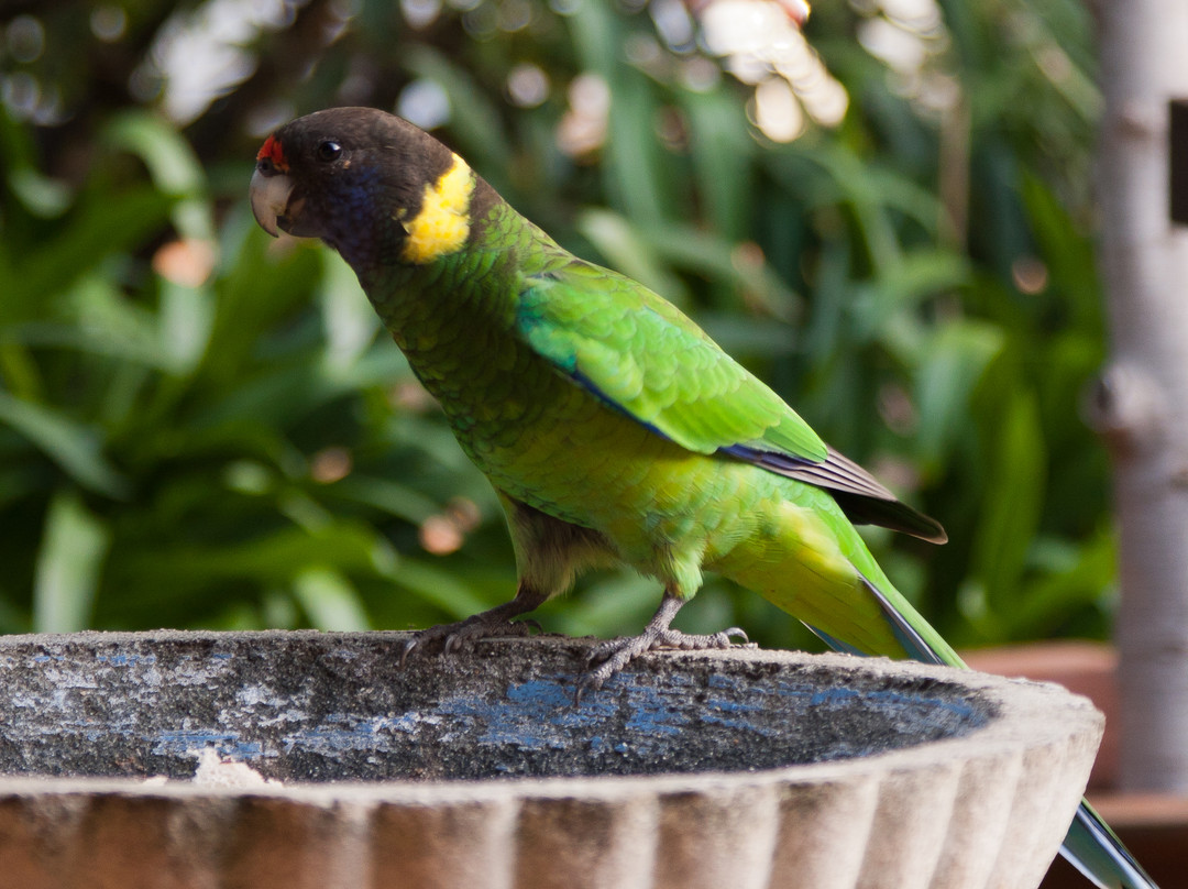 The Noble Grape Guest House主图