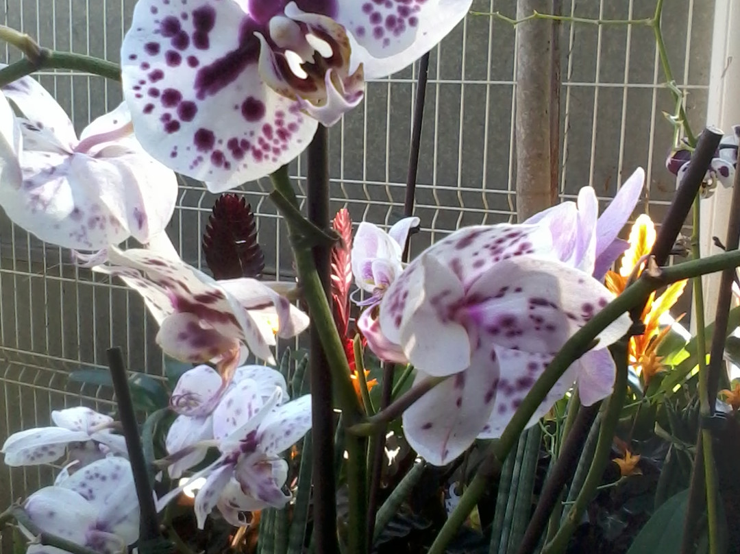 Jardineria Gonzalez-卡拉费尔必去景点