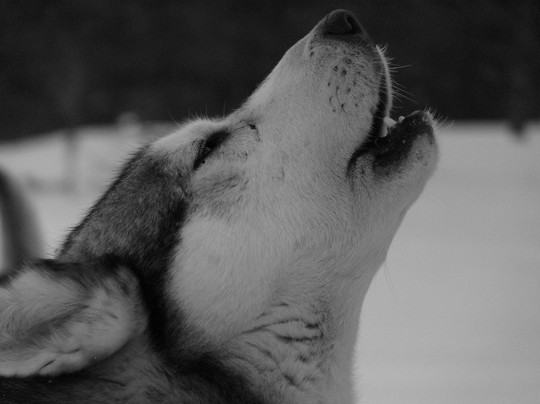 哈士奇雪橇之旅-基律纳必去景点
