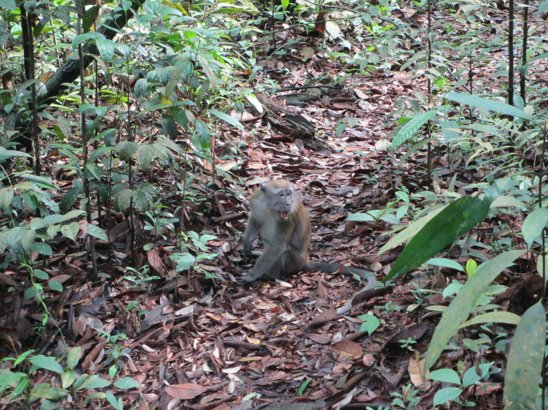 麦里芝自然小径-新加坡必去景点