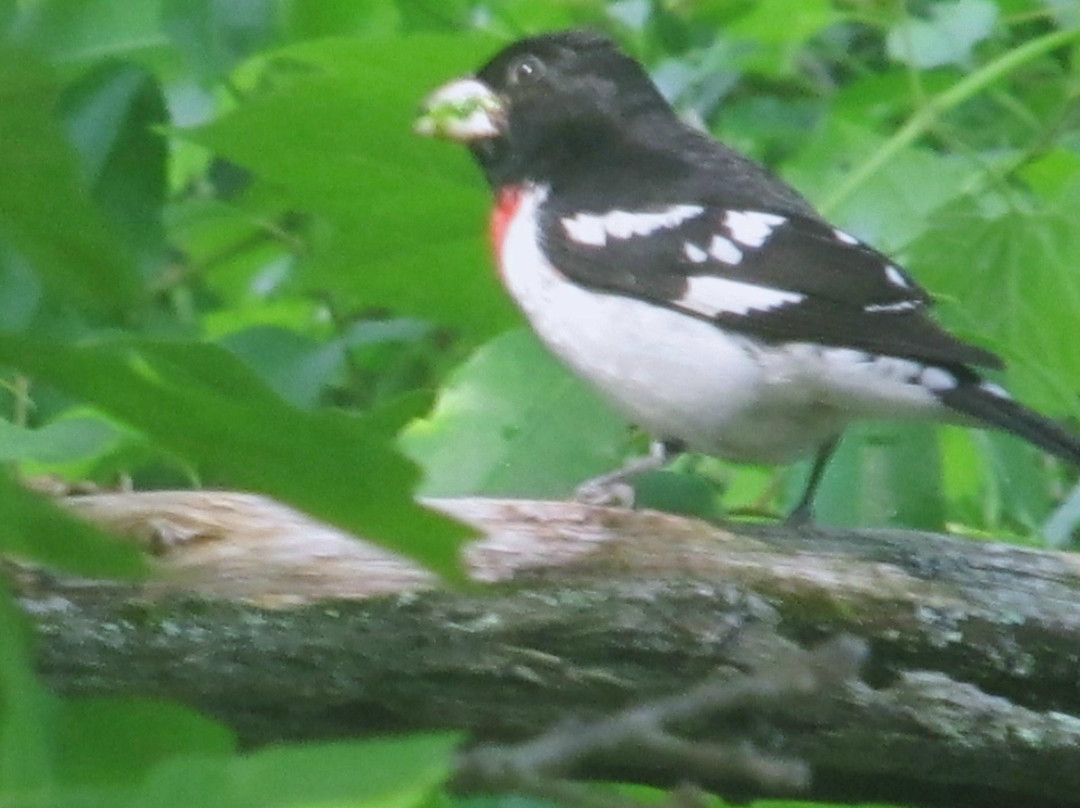 Cornell Lab of Ornithology景点图片