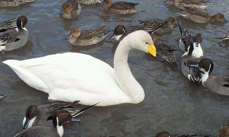 Hyoko Hakucho Kaikan-阿贺野市必去景点