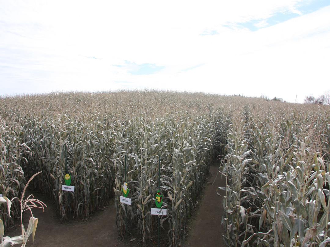 Great Vermont Corn Maze景点图片