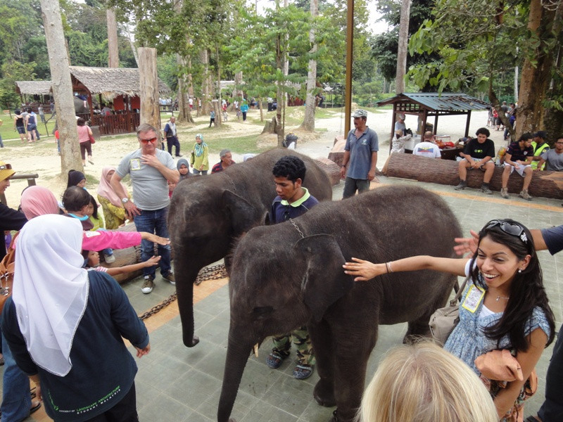 Kuala Gandah Elephant Sanctuary-彭亨必去景点