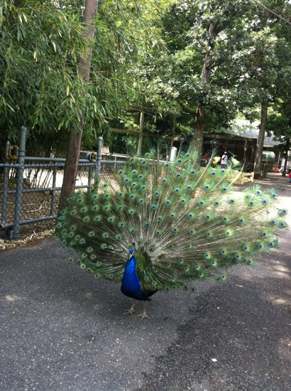 Cohanzick Zoo景点图片