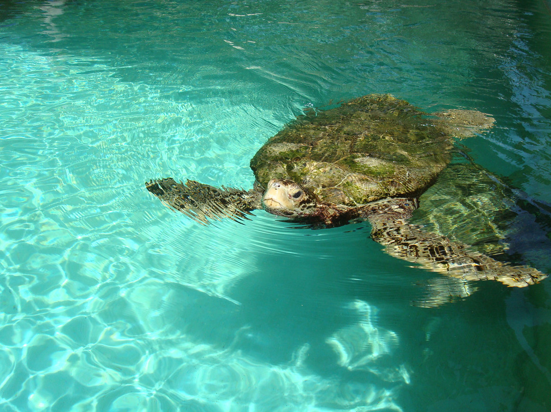 Bermuda Aquarium, Museum & Zoo-Hamilton Parish必去景点