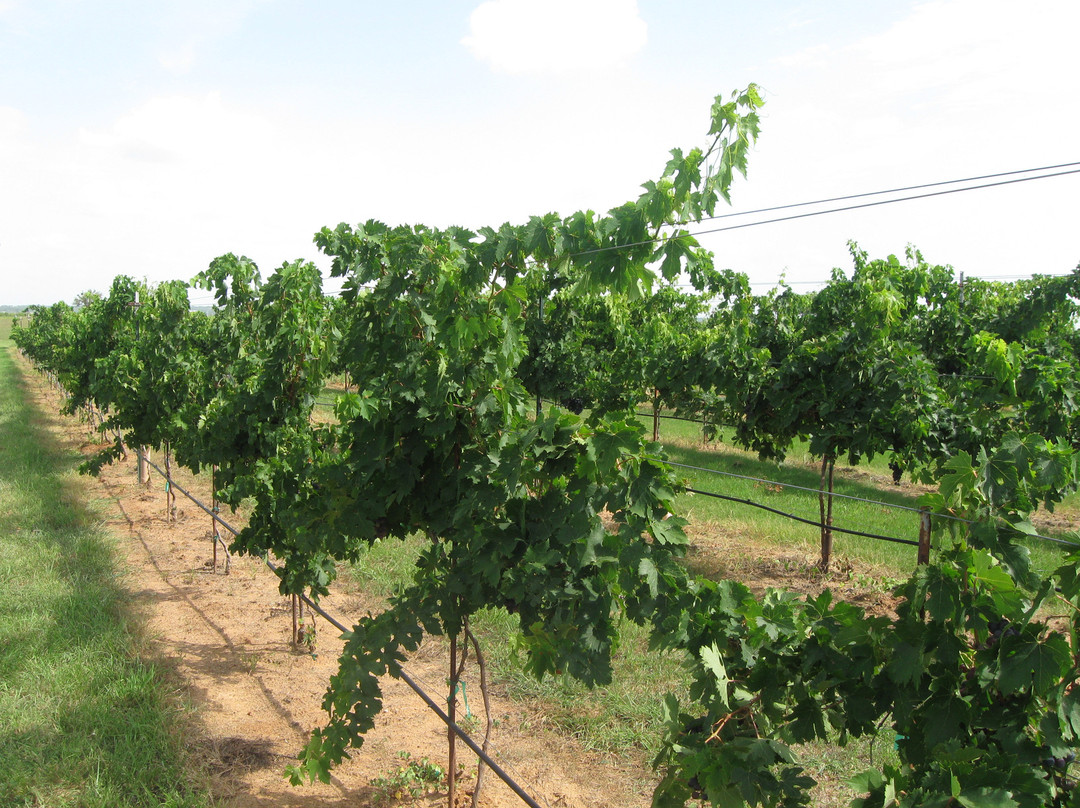 Grape Creek Vineyards Fredericksburg-弗雷德里克斯堡必去景点