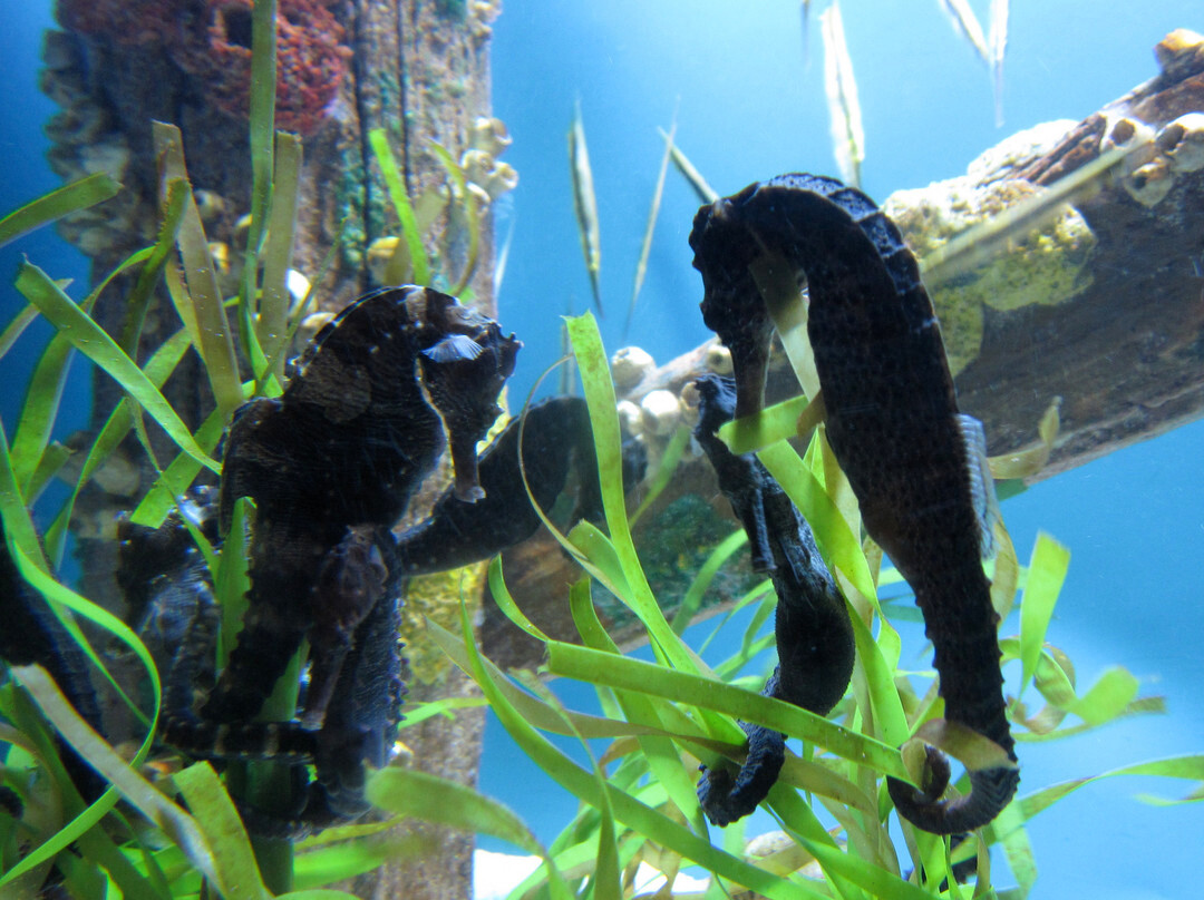 乔治亚水族馆-亚特兰大必去景点