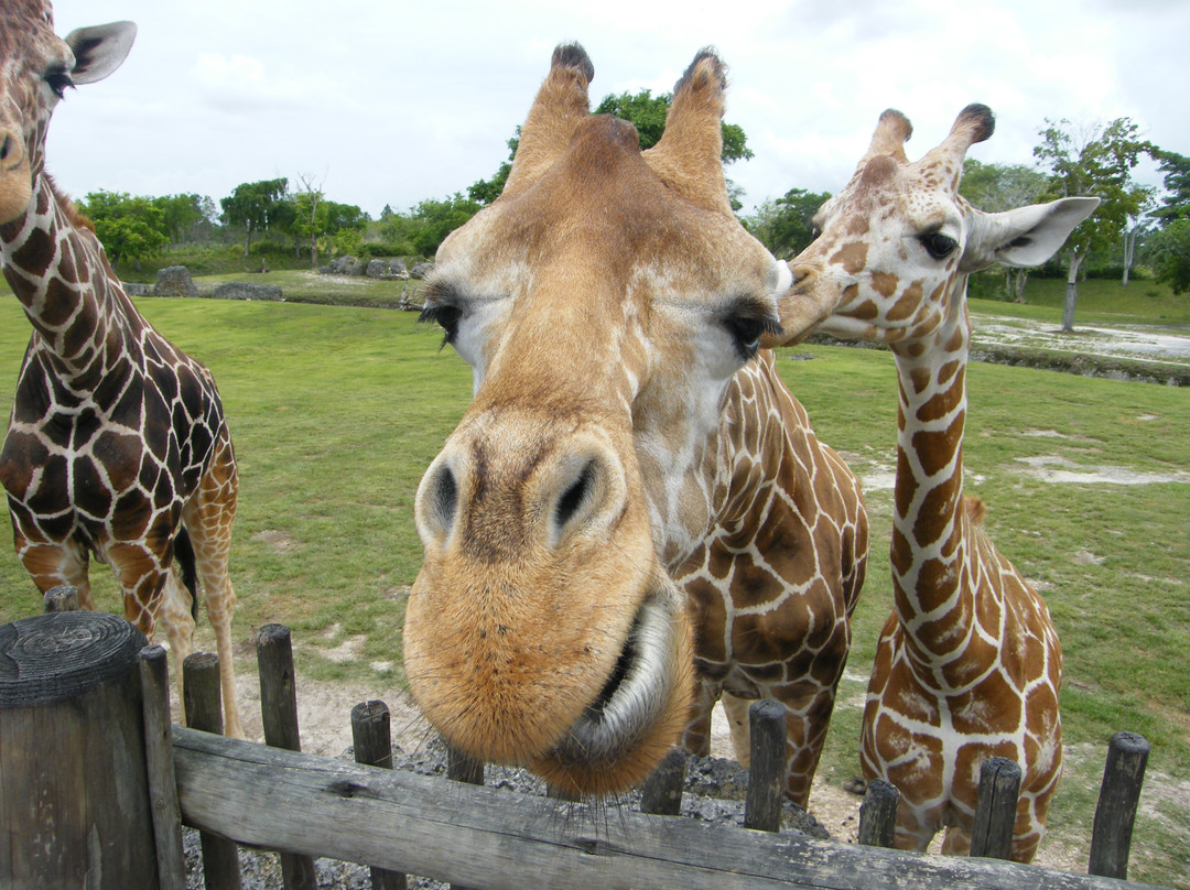 迈阿密动物园-迈阿密必去景点