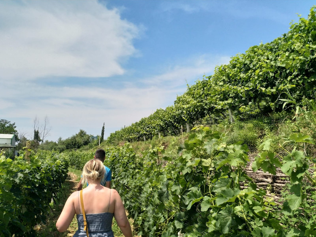 Duka Winery & Vineyard景点图片