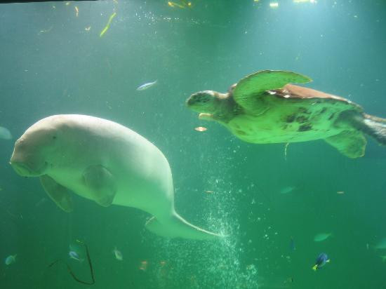 鸟羽水族馆景点图片