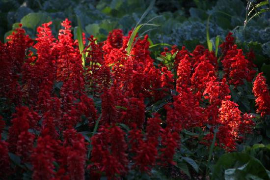 Botanical Gardens-尼亚加拉大瀑布必去景点