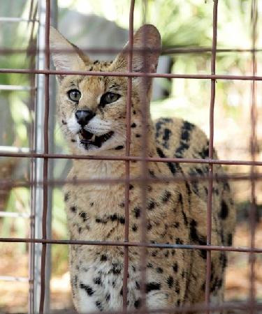 Big Cat Rescue-坦帕必去景点