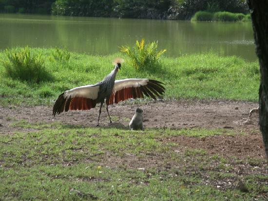 Haller Park-蒙巴萨必去景点