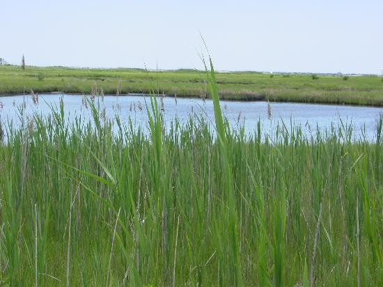 Cattus Island County Park景点图片