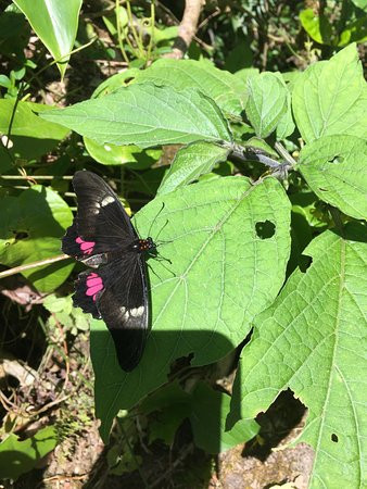 Mariposario Butterfly Garden景点图片