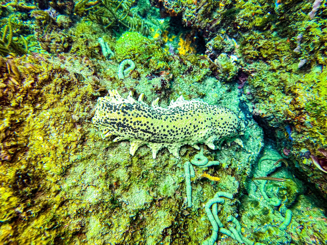 SCUBA Trinidad-西班牙港必去景点
