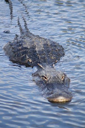 Royal Palm Visitor Center-大沼泽国家公园必去景点