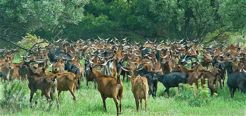 La Pastorale du Regagnas景点图片