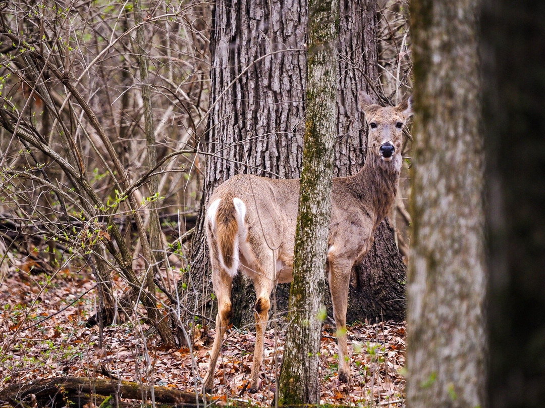 Little Red Schoolhouse-Willow Springs必去景点