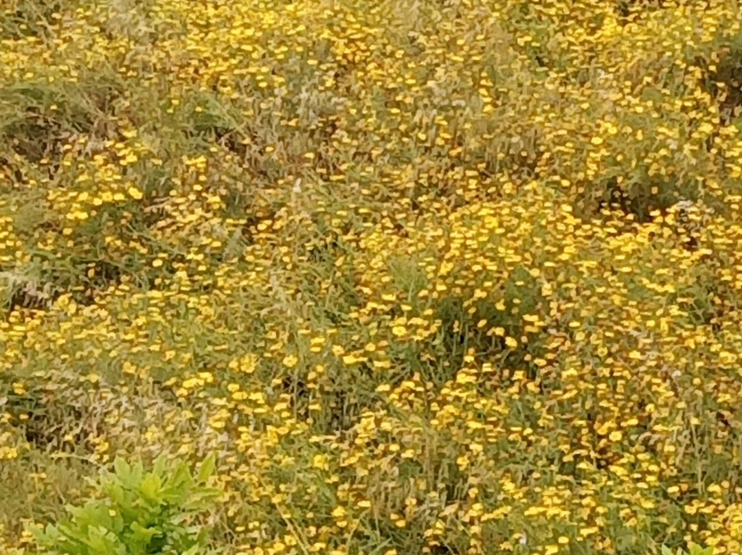 B&B Il Giardino delle Jacaranda主图