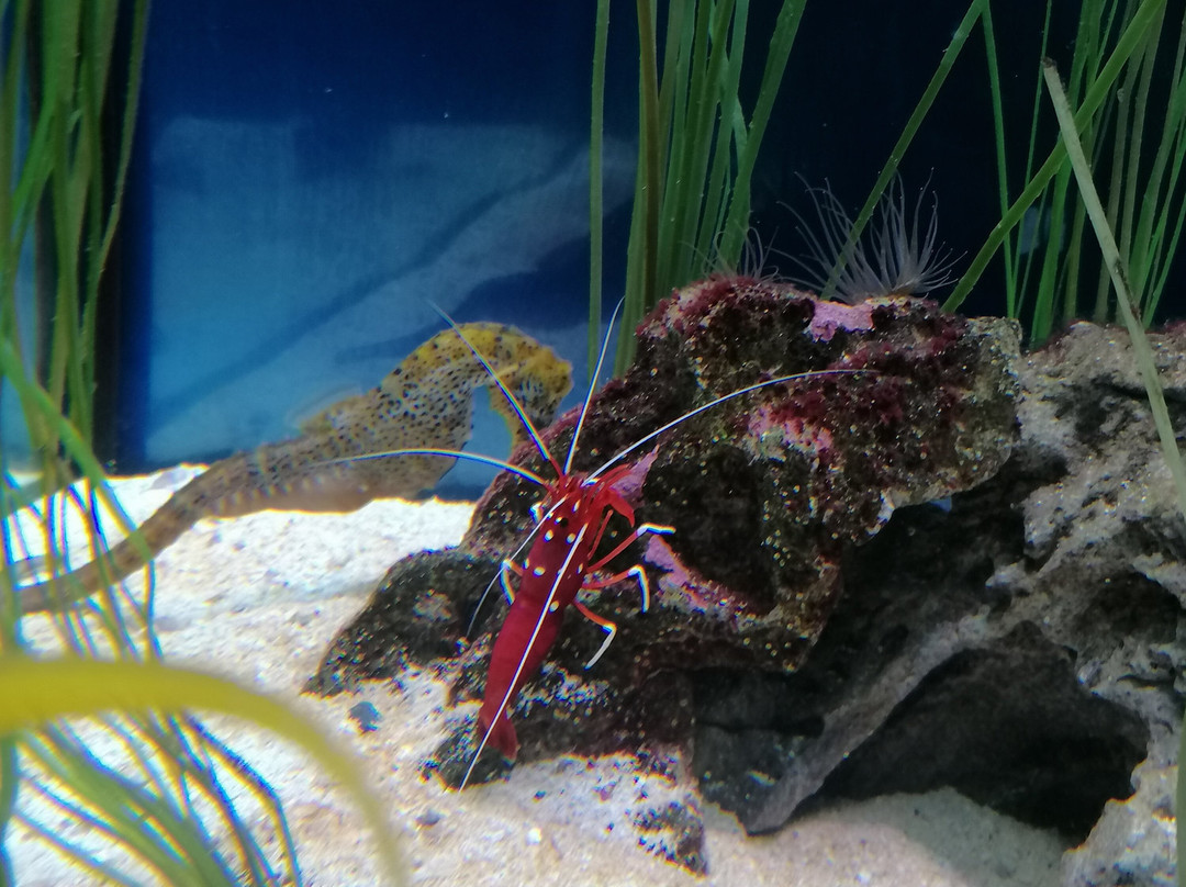 SEA LIFE Hannover-汉诺威必去景点