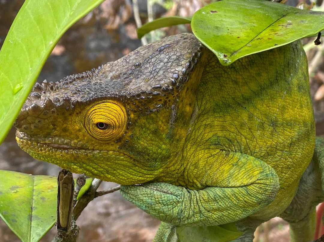 Reserve Peyrieras Madagascar Exotic景点图片