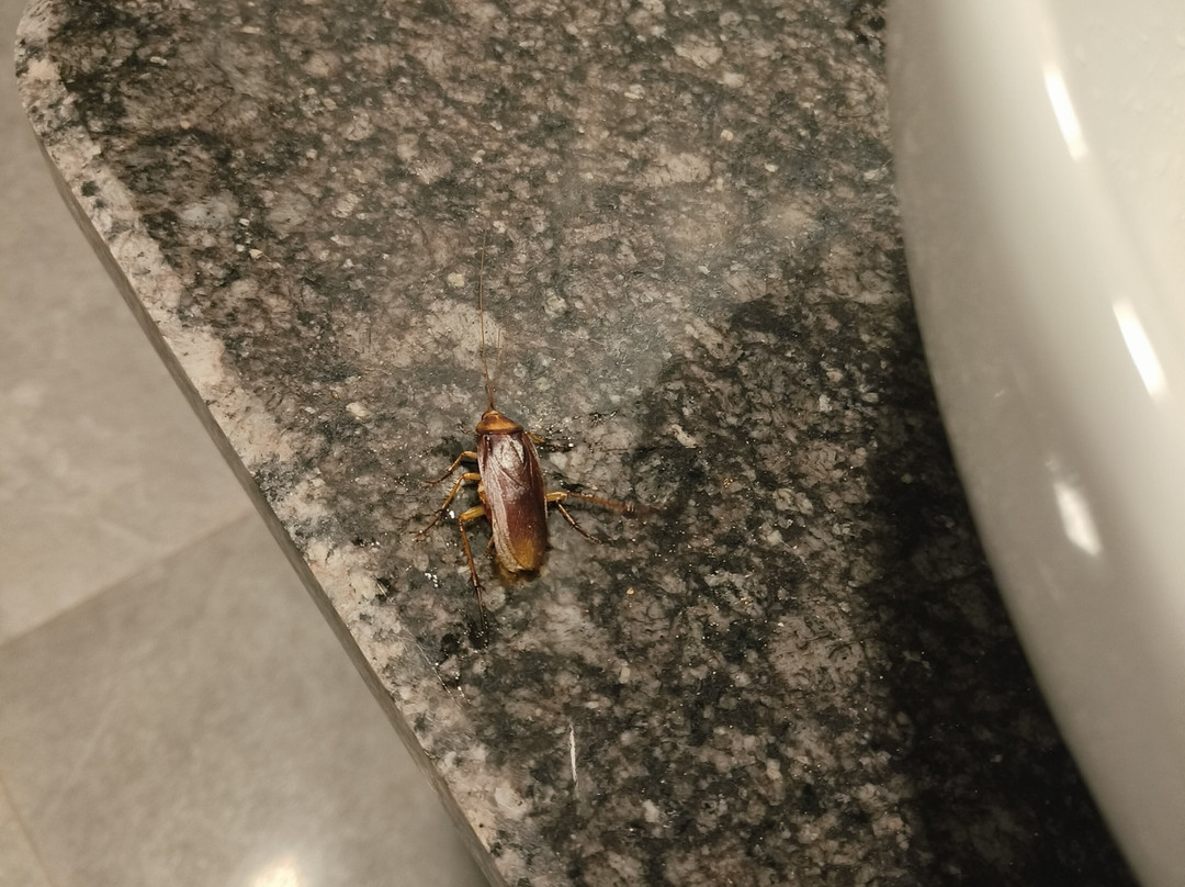 Beach Village Resort主图