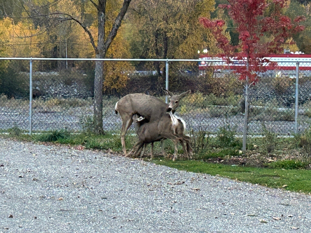Quesnel Downtown RV Park & Campground